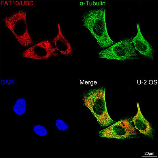 Immunocytochemistry/ Immunofluorescence: FAT10 Antibody (10A6T5) [NBP3-16731] - Confocal imaging of U-2 OS cells using FAT10 Rabbit mAb . The cells were counterstained with alpha-Tubulin Mouse mAb  (Green). DAPI was used for nuclear staining (blue). Objective: 100x.