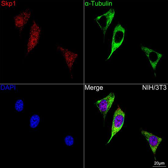 Immunocytochemistry/ Immunofluorescence: Skp1 Antibody (10G5X5) [NBP3-16734] - Confocal imaging of NIH/3T3 cells using Skp1 Rabbit mAb   followed by a further incubation with Cy3 Goat Anti-Rabbit IgG (H+L)  . The cells were counterstained with alpha-Tubulin Mouse mAb  followed by incubation with ABflo 488-conjugated Goat Anti-Mouse IgG (H+L) Ab  (Green). DAPI was used for nuclear staining (Blue). Objective: 100x.