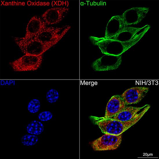 Immunocytochemistry/ Immunofluorescence: Xanthine Oxidase Antibody (0M8E7) [NBP3-16735] - Confocal imaging of NIH/3T3 cells using Xanthine Oxidase Rabbit mAb followed by a further incubation with Cy3 Goat Anti-Rabbit IgG (H+L) . The cells were counterstained with alpha-Tubulin Mouse mAb followed by incubation with ABflo(R) 488-conjugated Goat Anti-Mouse IgG (H+L) Ab (Green). DAPI was used for nuclear staining (Blue). Objective: 100x.