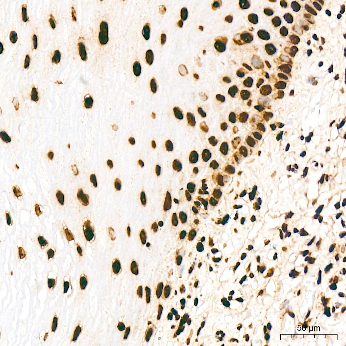 Immunohistochemistry: Histone H2AY/macroH2A.1 Antibody (4D2O4) [NBP3-16743] - Immunohistochemistry analysis of Histone H2AY/macroH2A.1 in paraffin-embedded human esophagus tissue using Histone H2AY/macroH2A.1 Rabbit mAb  at a dilution of 1:200 (40x lens). High pressure antigen retrieval was performed with 0.01 M citrate buffer (pH 6.0) prior to IHC staining.