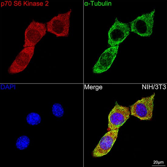 Immunocytochemistry/ Immunofluorescence: p70 S6 Kinase beta/S6K2 Antibody (5D8F5) [NBP3-16752] - Confocal imaging of NIH/3T3 cells  using p70 S6 Kinase beta/S6K2 Rabbit mAb  followed by a further incubation with Cy3 Goat Anti-Rabbit IgG (H+L)  . The cells were counterstained with alpha-Tubulin Mouse mAb  followed by incubation with ABflo 488-conjugated Goat Anti-Mouse IgG (H+L) Ab  (Green). DAPI was used for nuclear staining (Blue). Objective: 100x.