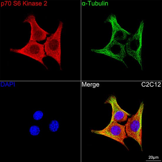 Immunocytochemistry/ Immunofluorescence: p70 S6 Kinase beta/S6K2 Antibody (5D8F5) [NBP3-16752] - Confocal imaging of C2C12 cells using p70 S6 Kinase beta/S6K2 Rabbit mAb  followed by a further incubation with Cy3 Goat Anti-Rabbit IgG (H+L)  . The cells were counterstained with alpha-Tubulin Mouse mAb  followed by incubation with ABflo 488-conjugated Goat Anti-Mouse IgG (H+L) Ab  (Green). DAPI was used for nuclear staining (Blue). Objective: 100x.