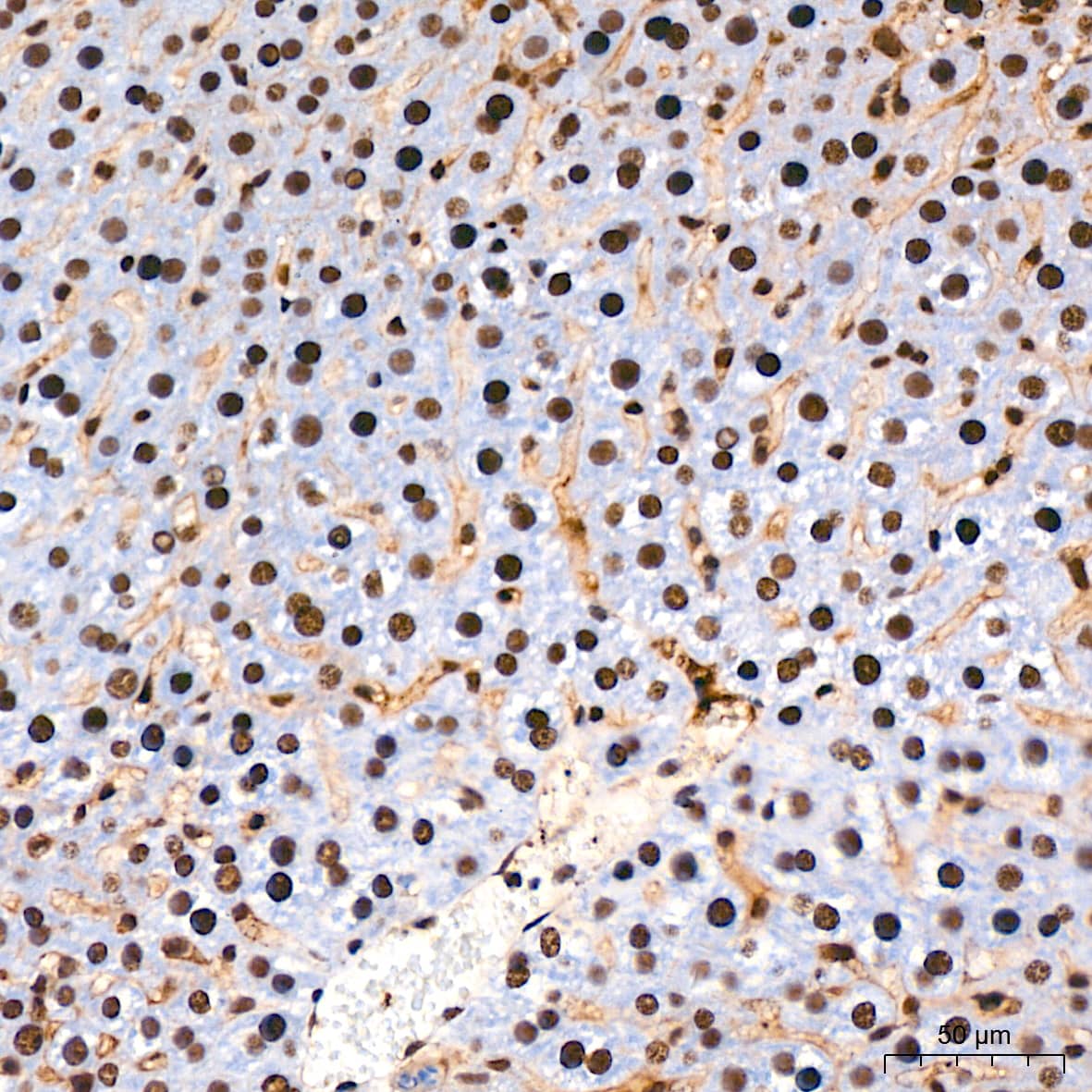 Immunohistochemistry: PTBP2 Antibody (10S9P6) [NBP3-16756] - Immunohistochemistry analysis of paraffin-embedded Mouse liver tissue using PTBP2 Rabbit mAb at a dilution of 1:800 (40x lens). High pressure antigen retrieval performed with 0.01M Tris-EDTA Buffer (pH 9.0) prior to IHC staining.