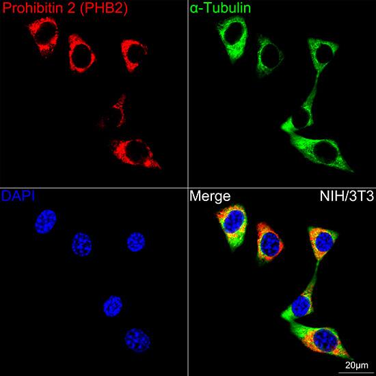 Immunocytochemistry/ Immunofluorescence: Prohibitin 2 Antibody (8I10B1) [NBP3-16766] - Confocal imaging of NIH/3T3 cells using Prohibitin 2 Rabbit mAb followed by a further incubation with Cy3 Goat Anti-Rabbit IgG (H+L) . The cells were counterstained with alpha-Tubulin Mouse mAb followed by incubation with ABflo(R) 488-conjugated Goat Anti-Mouse IgG (H+L) Ab (Green). DAPI was used for nuclear staining (Blue). Objective: 100x.
