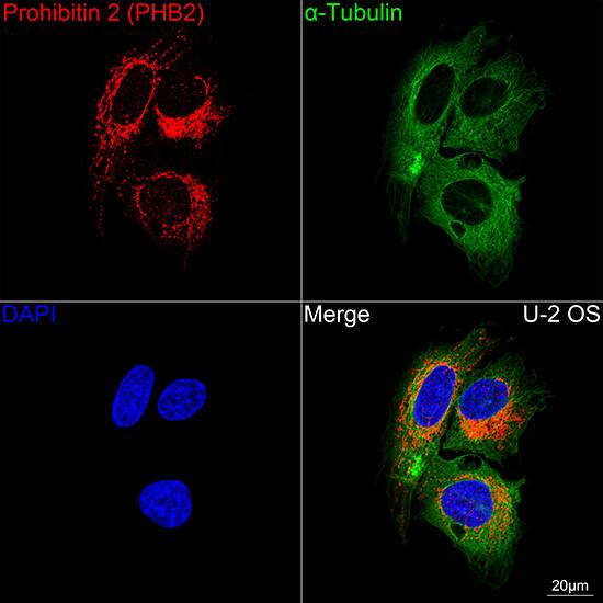 Immunocytochemistry/ Immunofluorescence: Prohibitin 2 Antibody (8I10B1) [NBP3-16766] - Confocal imaging of U-2 OS cells using Prohibitin 2 Rabbit mAb followed by a further incubation with Cy3 Goat Anti-Rabbit IgG (H+L) . The cells were counterstained with alpha-Tubulin Mouse mAb followed by incubation with ABflo(R) 488-conjugated Goat Anti-Mouse IgG (H+L) Ab (Green). DAPI was used for nuclear staining (Blue). Objective: 100x.