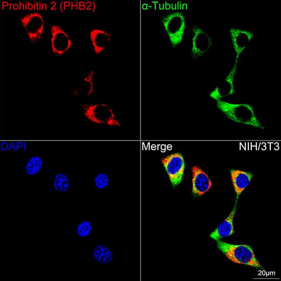 Immunocytochemistry/ Immunofluorescence: Prohibitin 2 Antibody (8I10B1) [Prohibitin 2] - Confocal imaging of NIH/3T3 cells using Prohibitin 2 Rabbit mAb  followed by a further incubation with Cy3 Goat Anti-Rabbit IgG (H+L)  . The cells were counterstained with alpha-Tubulin Mouse mAb  followed by incubation with ABflo 488-conjugated Goat Anti-Mouse IgG (H+L) Ab  (Green). DAPI was used for nuclear staining (Blue). Objective: 100x.