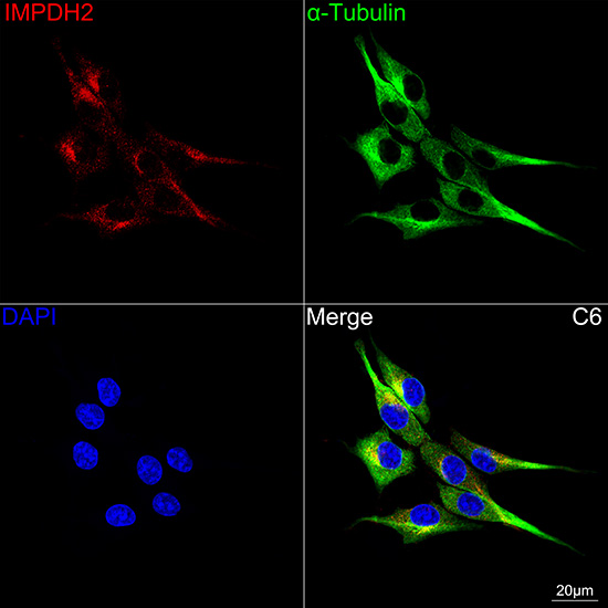 Immunocytochemistry/ Immunofluorescence: IMP Dehydrogenase 2/IMPDH2 Antibody (4X3S10) [NBP3-16786] - Confocal imaging of C6 cells using [KO Validated] IMP Dehydrogenase 2/IMPDH2 Rabbit mAb followed by a further incubation with Cy3 Goat Anti-Rabbit IgG (H+L) . The cells were counterstained with alpha-Tubulin Mouse mAb followed by incubation with ABflo(R) 488-conjugated Goat Anti-Mouse IgG (H+L) Ab (Green). DAPI was used for nuclear staining (Blue). Objective: 100x.