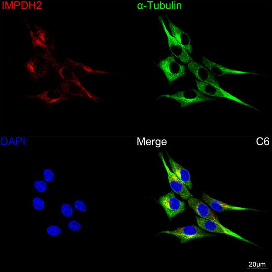 Immunocytochemistry/ Immunofluorescence: IMP Dehydrogenase 2/IMPDH2 Antibody (4X3S10) [NBP3-16786] - Confocal imaging of C6 cells using [KO Validated] IMP Dehydrogenase 2/IMPDH2 Rabbit mAb  followed by a further incubation with Cy3 Goat Anti-Rabbit IgG (H+L)  . The cells were counterstained with alpha-Tubulin Mouse mAb  followed by incubation with ABflo 488-conjugated Goat Anti-Mouse IgG (H+L) Ab  (Green). DAPI was used for nuclear staining (Blue). Objective: 100x.