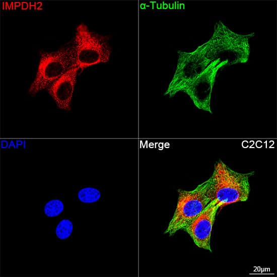 Immunocytochemistry/ Immunofluorescence: IMP Dehydrogenase 2/IMPDH2 Antibody (4X3S10) [NBP3-16786] - Confocal imaging of C2C12 cells using [KO Validated] IMP Dehydrogenase 2/IMPDH2 Rabbit mAb  followed by a further incubation with Cy3 Goat Anti-Rabbit IgG (H+L)  . The cells were counterstained with alpha-Tubulin Mouse mAb  followed by incubation with ABflo 488-conjugated Goat Anti-Mouse IgG (H+L) Ab  (Green). DAPI was used for nuclear staining (Blue). Objective: 100x.