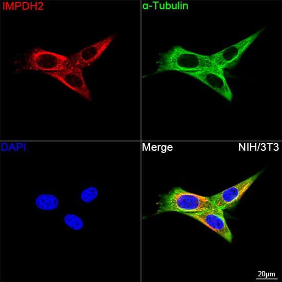 Immunocytochemistry/ Immunofluorescence: IMP Dehydrogenase 2/IMPDH2 Antibody (4X3S10) [NBP3-16786] - Confocal imaging of NIH/3T3 cells using [KO Validated] IMP Dehydrogenase 2/IMPDH2 Rabbit mAb   followed by a further incubation with Cy3 Goat Anti-Rabbit IgG (H+L)  . The cells were counterstained with alpha-Tubulin Mouse mAb  followed by incubation with ABflo 488-conjugated Goat Anti-Mouse IgG (H+L) Ab  (Green). DAPI was used for nuclear staining (Blue). Objective: 100x.