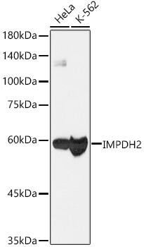 Western Blot: IMP Dehydrogenase 2/IMPDH2 Antibody (4X3S10) [NBP3-16786] - Western blot analysis of various lysates, using [KO Validated] IMP Dehydrogenase 2/IMPDH2 Rabbit mAb  at  1:1000 dilution.Secondary antibody: HRP Goat Anti-Rabbit IgG (H+L)  at 1:10000 dilution.Lysates/proteins: 25ug per lane.Blocking buffer: 3% nonfat dry milk in TBST.Detection: ECL Basic Kit .Exposure time: 3s.