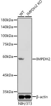 Western Blot: IMP Dehydrogenase 2/IMPDH2 Antibody (4X3S10) [NBP3-16786] - Western blot analysis of lysates from wild type(WT) and IMP Dehydrogenase 2/IMPDH2 knockout (KO) NIH/3T3(KO) cells, using [KO Validated] IMP Dehydrogenase 2/IMPDH2 Rabbit mAb  at 1:1000 dilution.Secondary antibody: HRP Goat Anti-Rabbit IgG (H+L)  at 1:10000 dilution.Lysates/proteins: 25ug per lane.Blocking buffer: 3% nonfat dry milk in TBST.Detection: ECL Basic Kit .Exposure time: 3s.