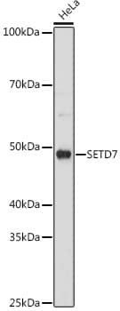 Western Blot: SETD7 Antibody (7Z6I8) [NBP3-16788] - Western blot analysis of lysates from HeLa cells, using SETD7 Rabbit mAb  at 1:1000 dilution.Secondary antibody: HRP Goat Anti-Rabbit IgG (H+L)  at 1:10000 dilution.Lysates/proteins: 25ug per lane.Blocking buffer: 3% nonfat dry milk in TBST.Detection: ECL Basic Kit .Exposure time: 180s.