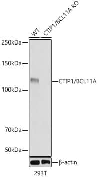 <b>Genetic Strategies Validation. </b>Western Blot: Ctip1 Antibody (3M8M3) [NBP3-16790] - Western blot analysis of lysates from wild type(WT) and Ctip1 knockout (KO) 293T(KO) cells, using Ctip1 Rabbit mAb at 1:1000 dilution.Secondary antibody: HRP Goat Anti-Rabbit IgG (H+L) at 1:10000 dilution.Lysates/proteins: 25ug per lane.Blocking buffer: 3% nonfat dry milk in TBST.Detection: ECL Basic Kit.Exposure time: 3s.