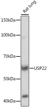 Western Blot: USP22 Antibody (9C7I8) [NBP3-16794] - Western blot analysis of lysates from Rat lung, using USP22 Rabbit mAb at 1:1000 dilution.Secondary antibody: HRP-conjugated Goat anti-Rabbit IgG (H+L) at 1:10000 dilution.Lysates/proteins: 25ug per lane.Blocking buffer: 3% nonfat dry milk in TBST.Detection: ECL Basic Kit.Exposure time: 3min.