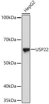 Western Blot: USP22 Antibody (9C7I8) [NBP3-16794] - analysis of extracts of HepG2 cells, using USP22 Rabbit mAb at 1:1000 dilution.Secondary antibody: HRP Goat Anti-Rabbit IgG (H+L) at 1:10000 dilution.Lysates/proteins: 25ug per lane.Blocking buffer: 3% nonfat dry milk in TBST.Detection: ECL Basic Kit Exposure time: 1s.