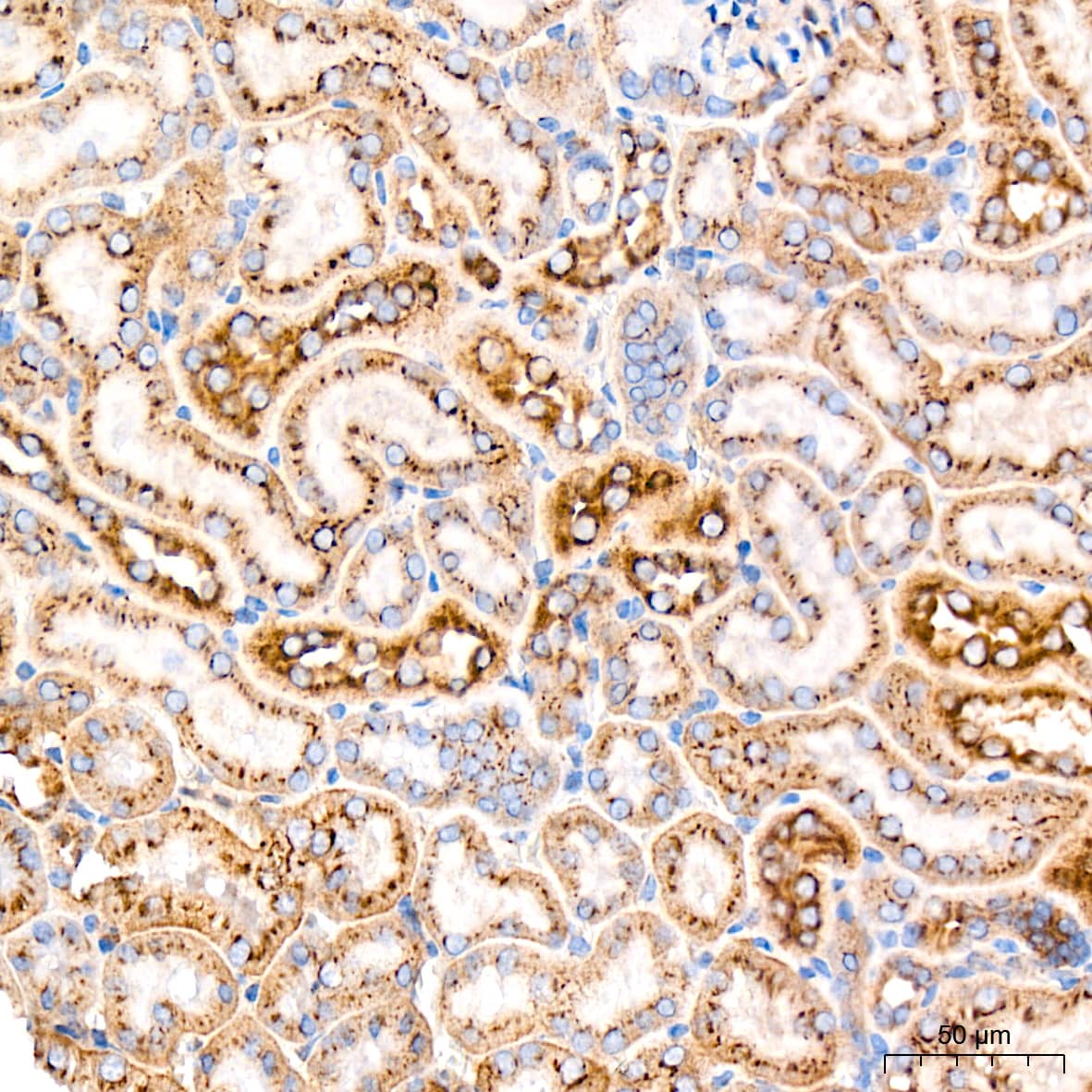 Immunohistochemistry Syntaxin 16 Antibody (5H6D5)