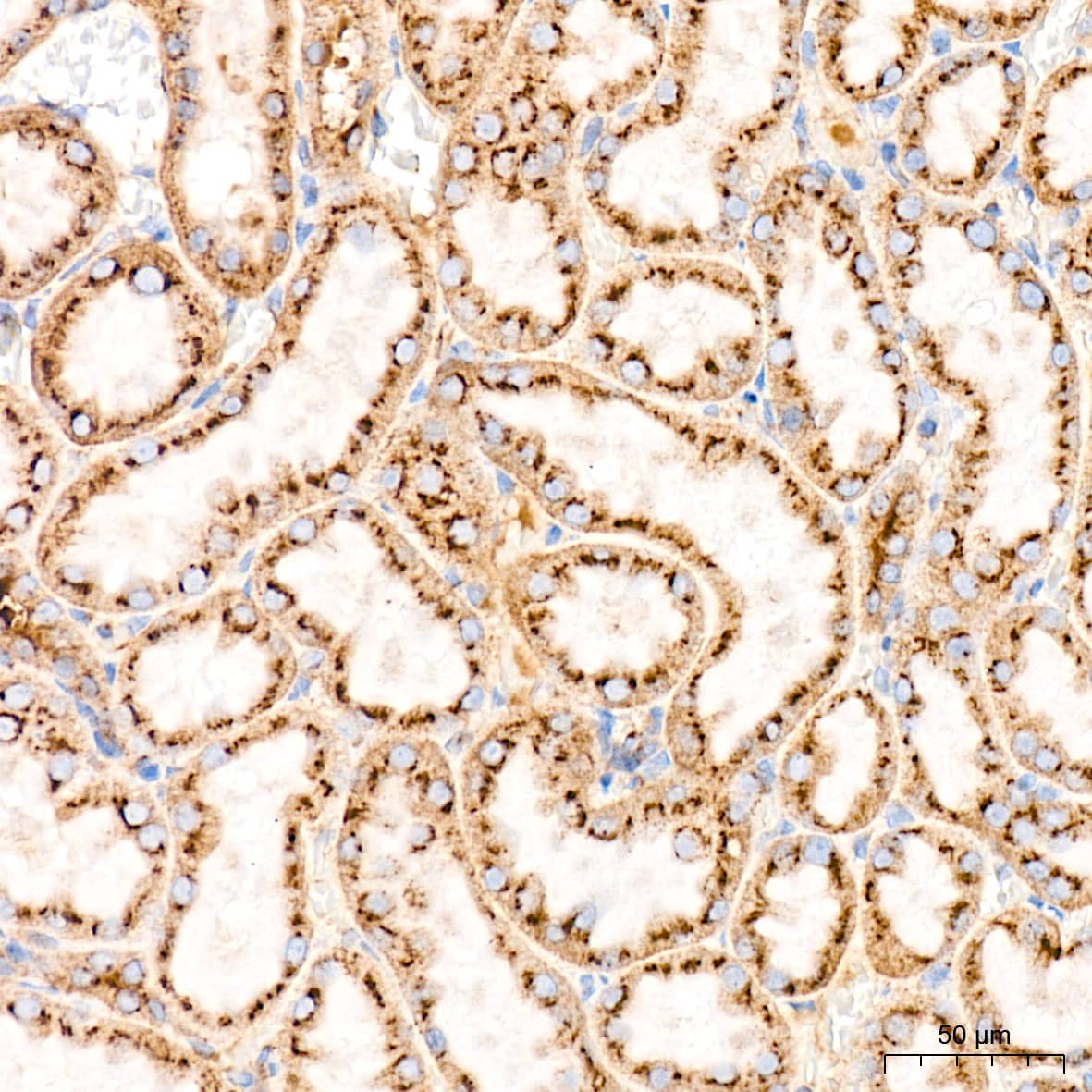 Immunohistochemistry Syntaxin 16 Antibody (5H6D5)