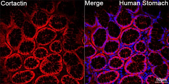 Immunocytochemistry/ Immunofluorescence: Cortactin Antibody (2W5H9) [NBP3-16813] - Confocal imaging of paraffin-embedded Human stomach tissue using Cortactin Rabbit mAb followed by a further incubation with Cy3 Goat Anti-Rabbit IgG (H+L) . DAPI was used for nuclear staining (Blue). Objective: 40x. Perform high pressure antigen retrieval with 0.01 M citrate buffer (pH 6.0) prior to IF staining.