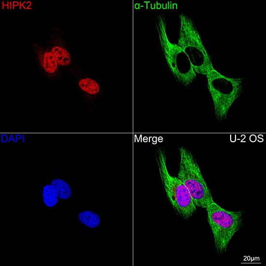 Immunocytochemistry/ Immunofluorescence: HIPK2 Antibody (3Z5P6) [HIPK2] - Confocal imaging of U-2 OS cells using HIPK2 Rabbit mAb  followed by a further incubation with Cy3 Goat Anti-Rabbit IgG (H+L)  . The cells were counterstained with alpha-Tubulin Mouse mAb  followed by incubation with ABflo 488-conjugated Goat Anti-Mouse IgG (H+L) Ab  (Green). DAPI was used for nuclear staining (Blue). Objective: 100x.