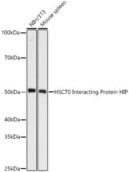 Western Blot: Hsp70 interacting protein HIP Antibody (4A3G8) [NBP3-16829] - Western blot analysis of various lysates, using Hsp70 interacting protein HIP Rabbit mAb  at 1 : 1000 dilution.Secondary antibody: HRP Goat Anti-Rabbit IgG (H+L)  at 1:10000 dilution.Lysates/proteins: 25ug per lane.Blocking buffer: 3% nonfat dry milk in TBST.Detection: ECL Basic Kit .Exposure time: 180s.