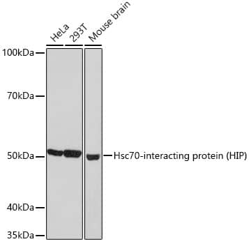 Western Blot: Hsp70 interacting protein HIP Antibody (4A3G8) [NBP3-16829] - Western blot analysis of extracts of various cell lines, using Hsp70 interacting protein HIP Rabbit mAb  at 1:1000 dilution.Secondary antibody: HRP Goat Anti-Rabbit IgG (H+L)  at 1:10000 dilution.Lysates/proteins: 25ug per lane.Blocking buffer: 3% nonfat dry milk in TBST.Detection: ECL Basic Kit .Exposure time: 30s.