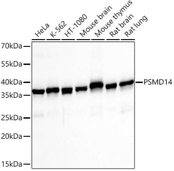 Western Blot: PSMD14 Antibody (5V0H3) [NBP3-16837] - Western blot analysis of various lysates using PSMD14 Rabbit mAb at 1:1000 dilution incubated overnight at 4C.Secondary antibody: HRP-conjugated Goat anti-Rabbit IgG (H+L) at 1:10000 dilution.Lysates/proteins: 25 ug per lane.Blocking buffer: 3% nonfat dry milk in TBST.Detection: ECL Basic Kit.Exposure time: 10s.