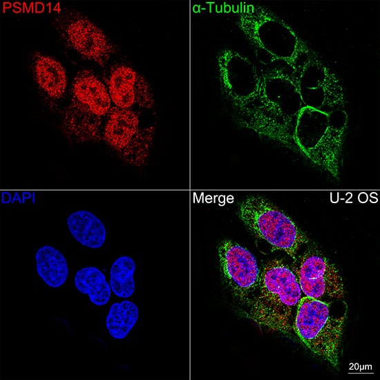 Immunocytochemistry/ Immunofluorescence: PSMD14 Antibody (5V0H3) [NBP3-16837] - Confocal imaging of U-2OS cells using PSMD14 Rabbit mAb . The cells were counterstained with alpha-Tubulin Mouse mAb (Green). DAPI was used for nuclear staining (blue). Objective: 40x.