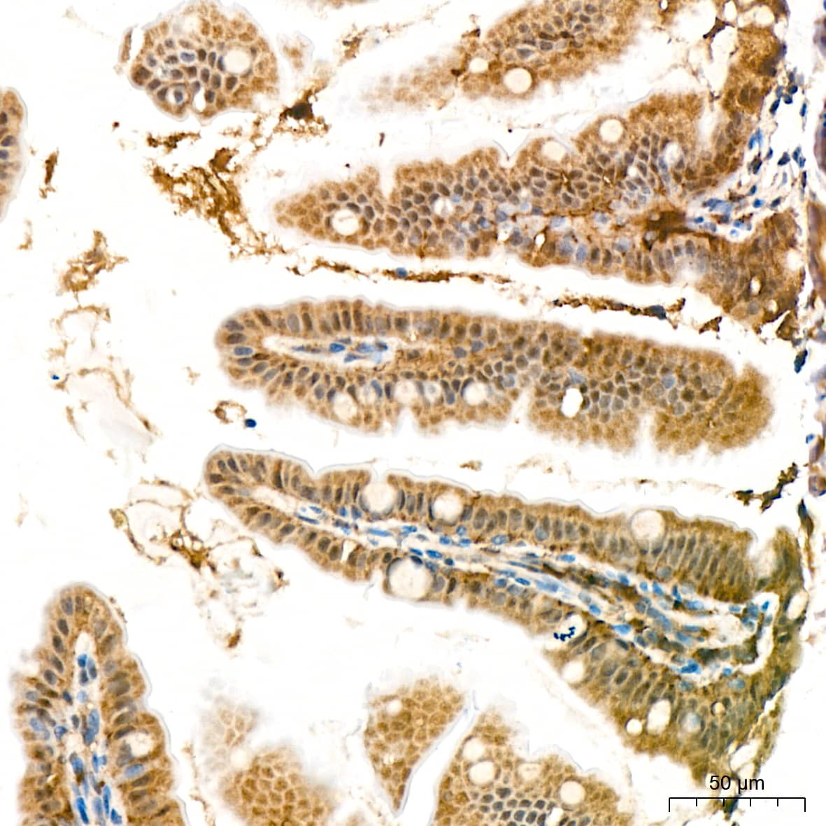 Immunohistochemistry: PSMD14 Antibody (5V0H3) [NBP3-16837] - Immunohistochemistry analysis of paraffin-embedded Mouse intestin tissue using PSMD14 Rabbit mAb at a dilution of 1:200 (40x lens). High pressure antigen retrieval performed with 0.01M Citrate Bufferr (pH 6.0) prior to IHC staining.