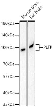 Western Blot: PLTP Antibody (6A1Q1) [NBP3-16847] - Western blot analysis of various lysates using PLTP Rabbit mAb at 1:1000 dilution incubated overnight at 4C.Secondary antibody: HRP-conjugated Goat anti-Rabbit IgG (H+L) at 1:10000 dilution.Lysates/proteins: 25 ug per lane.Blocking buffer: 3% nonfat dry milk in TBST.Detection: ECL Basic Kit.Exposure time: 90s.