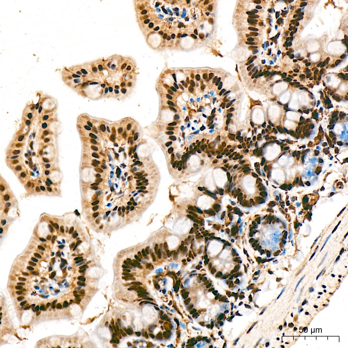 Immunohistochemistry: PRP19 Antibody (4M3Z1) [NBP3-16853] - Immunohistochemistry analysis of PRP19 in paraffin-embedded mouse intestin tissue using PRP19 Rabbit mAb  at a dilution of 1:200 (40x lens). High pressure antigen retrieval was performed with 0.01 M citrate buffer (pH 6.0) prior to IHC staining.