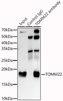 Immunoprecipitation: TOMM22 Antibody (6R1L7) [TOMM22] - Immunoprecipitation analysis of 300 ug extracts of K-562 cells using 3 ug TOMM22 antibody . Western blot was performed from the immunoprecipitate using TOMM22 antibody  at a dilution of 1:1000.