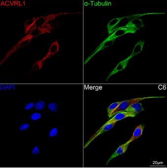 Immunocytochemistry/Immunofluorescence: ALK-1 Antibody (8L2V7) [NBP3-16876] -Confocal imaging of C6 cells using ACVRL1 Rabbit mAb (dilution 1:100) followed by a further incubation with Cy3 Goat Anti-Rabbit IgG (H+L) (dilution 1:500) (Red). The cells were counterstained with  alpha -Tubulin Mouse mAb (dilution 1:400) followed by incubation with ABflo® 488-conjugated Goat Anti-Mouse IgG (H+L) Ab (dilution 1:500) (Green). DAPI was used for nuclear staining (Blue). Objective: 100x.