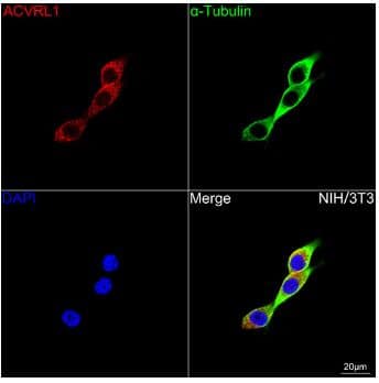 Immunocytochemistry/Immunofluorescence: ALK-1 Antibody (8L2V7) [NBP3-16876] -Confocal imaging of NIH/3T3 cells using ACVRL1 Rabbit mAb (dilution 1:100) followed by a further incubation with Cy3 Goat Anti-Rabbit IgG (H+L) ( dilution 1:500) (Red). The cells were counterstained with  alpha -Tubulin Mouse mAb (dilution 1:400) followed by incubation with ABflo® 488-conjugated Goat Anti-Mouse IgG (H+L) Ab (dilution 1:500) (Green). DAPI was used for nuclear staining (Blue). Objective: 100x.