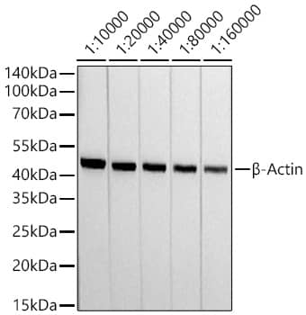 Western Blot: beta-Actin Antibody (4C4) [NBP3-16886] - Western blot analysis of lysates from HeLa cells using beta-Actin Rabbit mAb at 1:10000-1:160000 dilution incubated overnight at 4C.Secondary antibody: HRP-conjugated Goat anti-Rabbit IgG (H+L) at 1:10000 dilution.Lysates/proteins: 25 ug per lane.Blocking buffer: 3% nonfat dry milk in TBST.Detection: ECL Basic Kit.Exposure time: 10s.