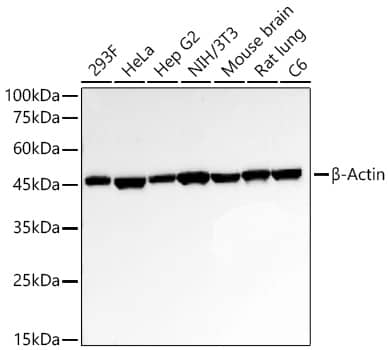 Western Blot: beta-Actin Antibody (4C4) [NBP3-16886] - Western blot analysis of various lysates using beta-Actin Rabbit mAb at 1:50000 dilution incubated overnight at 4C.Secondary antibody: HRP-conjugated Goat anti-Rabbit IgG (H+L) at 1:10000 dilution.Lysates/proteins: 25 ug per lane.Blocking buffer: 3% nonfat dry milk in TBST.Detection: ECL Basic Kit.Exposure time: 10s.