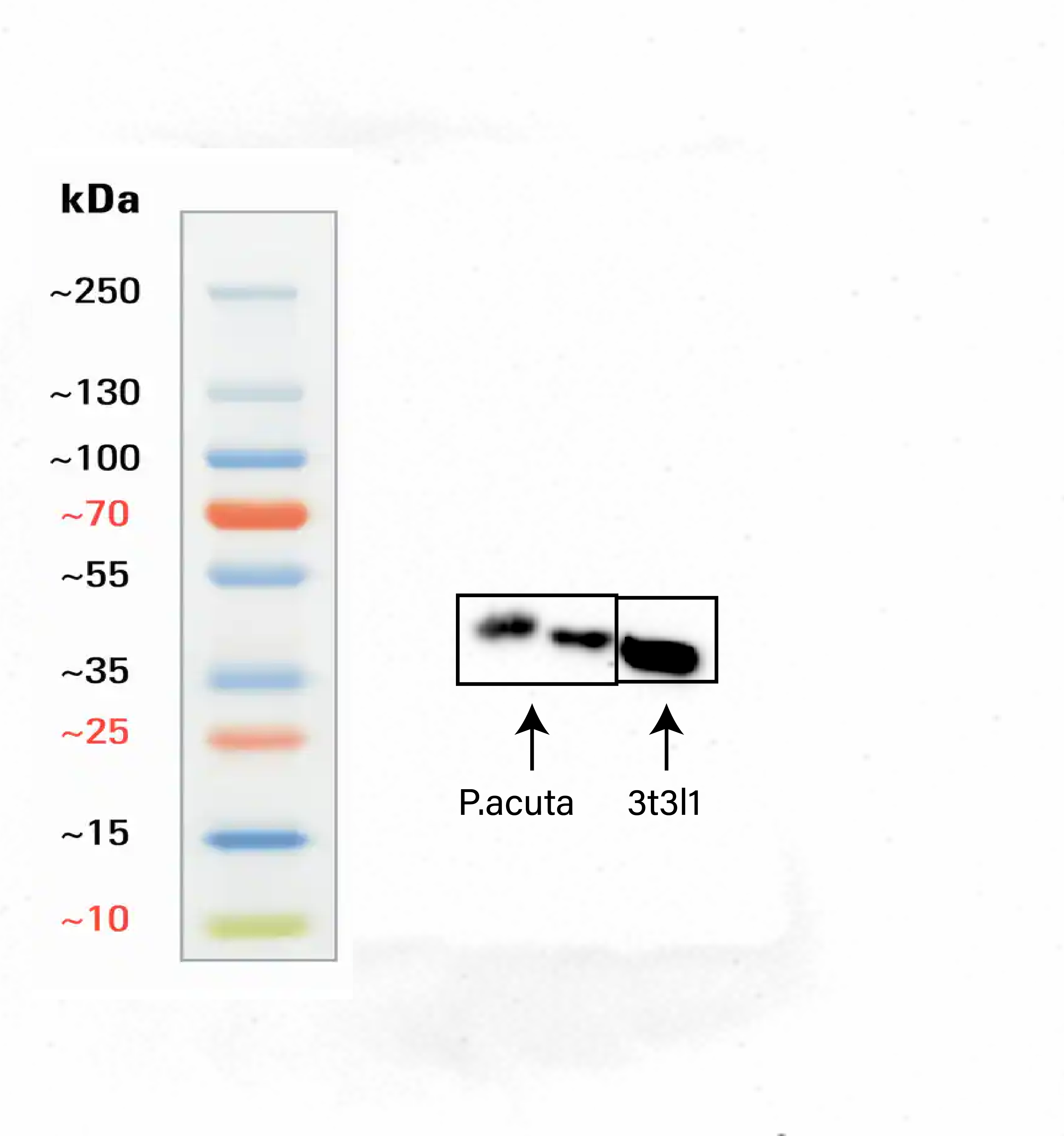 Beta actin band (~42kDa) in Pocillopora Acuta (P.acuta) Stony Coral Speices and 3T3L1 as control. Dilution used was 1:1000. Image from a verified customer review.