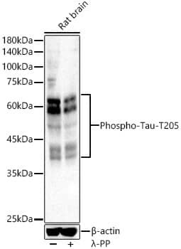 Western Blot: Tau [p Thr205] Antibody - Azide and BSA Free [Tau] - Western blot analysis of lysates from Rat brain, using Tau Rabbit pAb  at 1:2000 dilution.Secondary antibody: HRP-conjugated Goat anti-Rabbit IgG (H+L)  at 1:10000 dilution.Lysates/proteins: 25ug per lane.Blocking buffer: 3% nonfat dry milk in TBST.Detection: ECL Basic Kit .Exposure time: 5s.