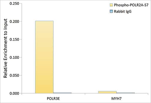 Chromatin Immunoprecipitation: RNA Polymerase II/POLR2A [p Ser7] Antibody - Azide and BSA Free [NBP3-16906] - Chromatin immunoprecipitation was performed with cross-linked chromatin from HeLa cells, using RNA Polymerase II/POLR2A Rabbit pAb and rabbit IgG . The amount of immunoprecipitated DNA was checked by quantitative PCR. Histogram compares the ratio of the immunoprecipitated DNA versus the input.