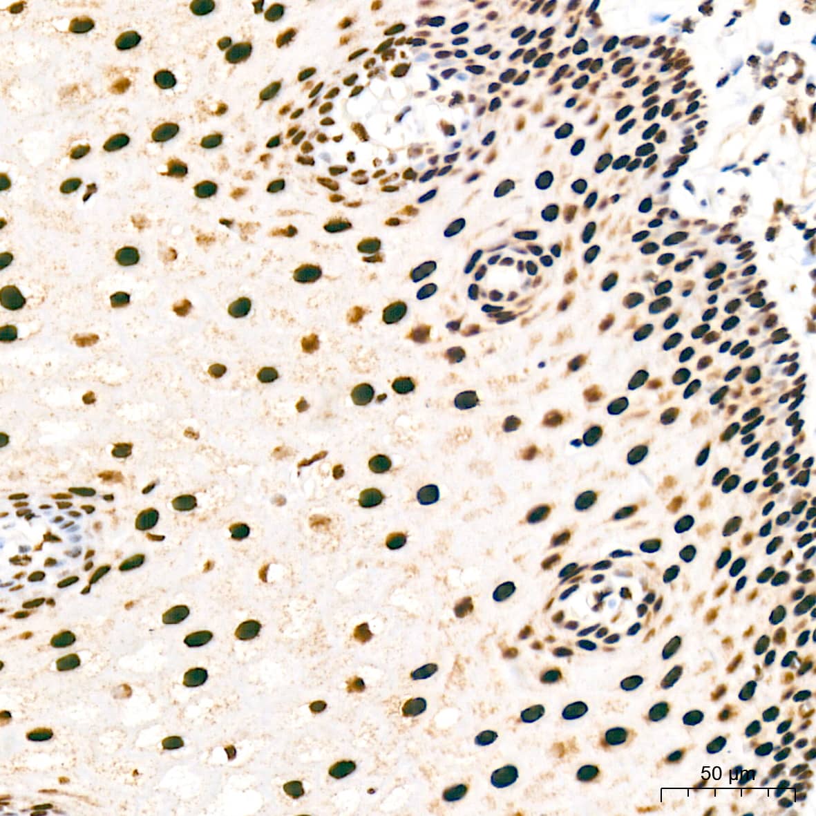 Immunohistochemistry: RNA Polymerase II/POLR2A [p Ser5] Antibody (10C7U2) [NBP3-16910] - Immunohistochemistry analysis of paraffin-embedded Human esophagus tissue using RNA Polymerase II/POLR2A Rabbit mAb at a dilution of 1:200 (40x lens). High pressure antigen retrieval was performed with 0.01 M citrate buffer (pH 6.0) prior to IHC staining.