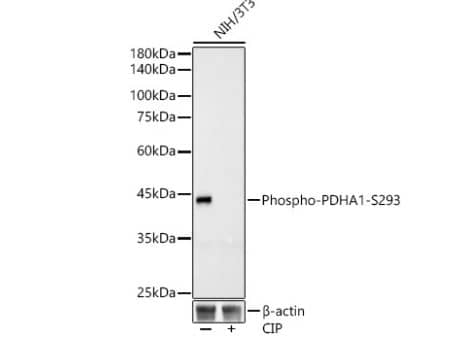 Western Blot: Pyruvate Dehydrogenase E1-alpha subunit [p Ser293] Antibody (9S3I4) [NBP3-16916] -analysis of lysates from HeLa cells, using Phospho-PDHA1-S293 Rabbit mAb at1:23000 dilution.NIH/3T3 cells were treated by CIP (20uL/400ul) at 37℃ for 1 hour.Secondary antibody: HRP Goat Anti-Rabbit IgG (H+L) at 1:10000 dilution.Lysates/proteins: 25ug per lane.Blocking buffer: 3% nonfat dry milk in TBST.Detection: ECL Basic Kit.Exposure time: 30s.