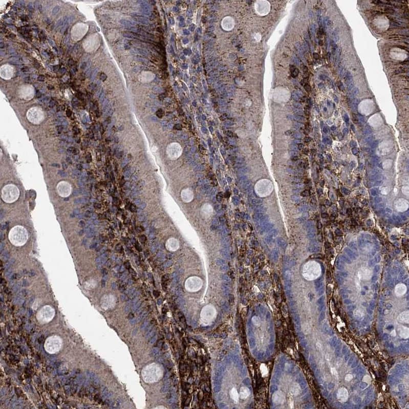 Staining of human upper small intestine shows moderate cytoplasmic positivity in glandular cells and goblet cells.