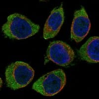 Staining of human cell line THP-1 shows localization to plasma membrane.