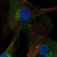 Staining of human cell line BJ shows localization to nucleoplasm, cytosol & the Golgi apparatus.