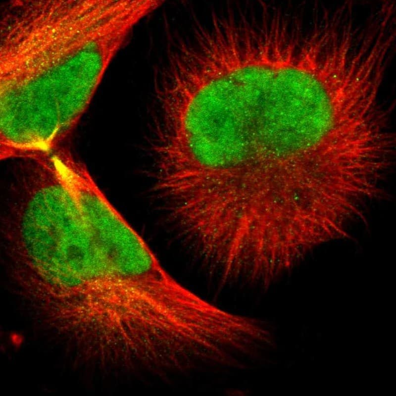 Staining of human cell line U-251 MG shows localization to nucleus & microtubules.