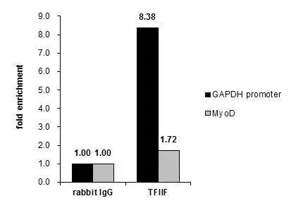 Cross-linked ChIP was performed with HeLa chromatin extract and 5 ug of either control rabbit IgG or anti-TFIIF antibody. The precipitated DNA was detected by PCR with primer set targeting to GAPDH promoter or MyoD. 