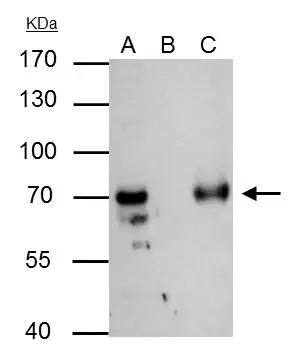 TFIIF antibody immunoprecipitates TFIIF protein in IP experiments. IP Sample: 293T whole cell lysate/extract A : 30 ug whole cell lysate/extract of TFIIF protein expressing 293T cells B : Control with 2.5 ug of pre-immune rabbit IgG C : Immunoprecipitation of TFIIF by 2.5 ug of TFIIF antibody (NBP3-17975) 7.5% SDS-PAGE The immunoprecipitated TFIIF protein was detected by TFIIF antibody (NBP3-17975) diluted at 1 : 1000. EasyBlot anti-rabbit IgG (HRP)  was used as a secondary reagent. 