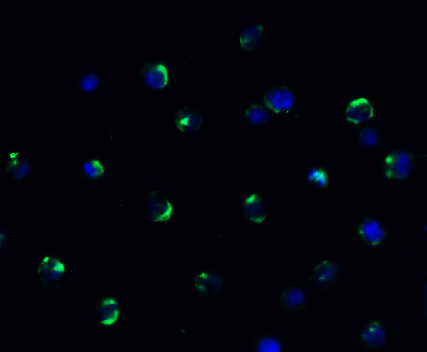 Immunocytochemistry/ Immunofluorescence: AMID Antibody - BSA Free [NBP3-18132] -Validation of AIFM2 in HeLa Cells. Immunofluorescent analysis of 4% paraformaldehyde-fixed HeLa cells labeling AIFM2 with  at 20 ug/mL, followed by goat anti-rabbit IgG secondary antibody at 1/500 dilution (green) and DAPI staining (blue).