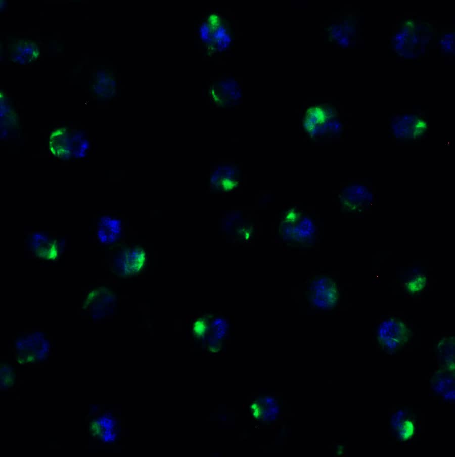 Immunocytochemistry/ Immunofluorescence: PEX10 Antibody - BSA Free [NBP3-18137] - Figure 4 Immunofluorescence Validation of PEX10 in Human Daudi CellsImmunofluorescent analysis of 4% paraformaldehyde-fixed Daudi cells labeling PEX10 with  at 20 u/mL, followed by goat anti-rabbit IgG secondary antibody at 1/500 dilution (green) and DAPI staining (blue).