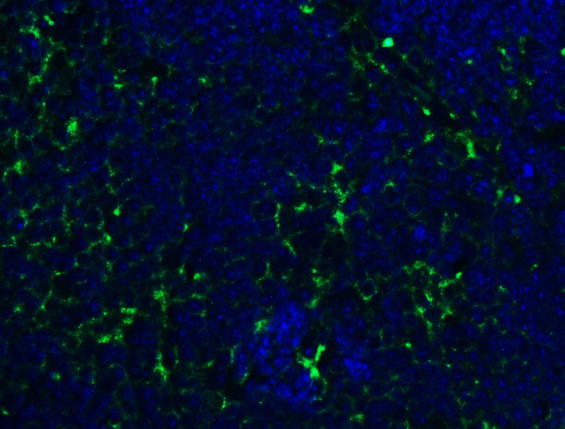 Immunohistochemistry: PEX3 Antibody - BSA Free [NBP3-18138] - Figure 6 Immunofluorescence Validation of PEX3 in Mouse ThymusImmunofluorescent analysis of 4% paraformaldehyde-fixed mouse thymus labeling PEX3 with  at 20 u/mL, followed by goat anti-rabbit IgG secondary antibody at 1/500 dilution (green) and DAPI staining (blue).